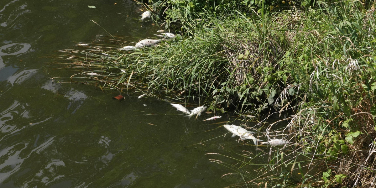 Katastrofa ekologiczna na południu Polski? Tysiące martwych ryb