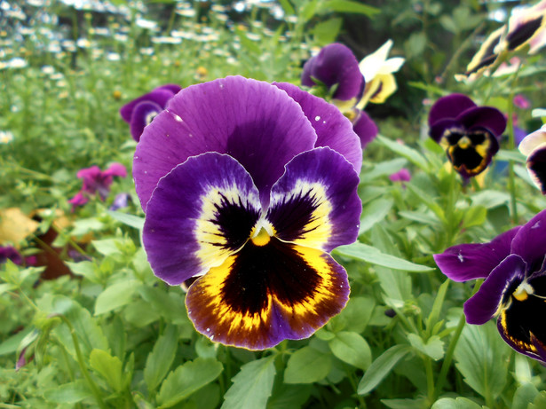 Bratek ogrodowy (inaczej fiołek ogrodowy) to znana w Polsce roślina ozdobna, o dużych, pięknych kwiatach