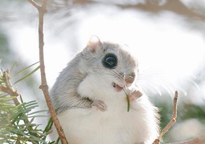 590646_zivotnija-foto-twitter-pop-shiretoko-360