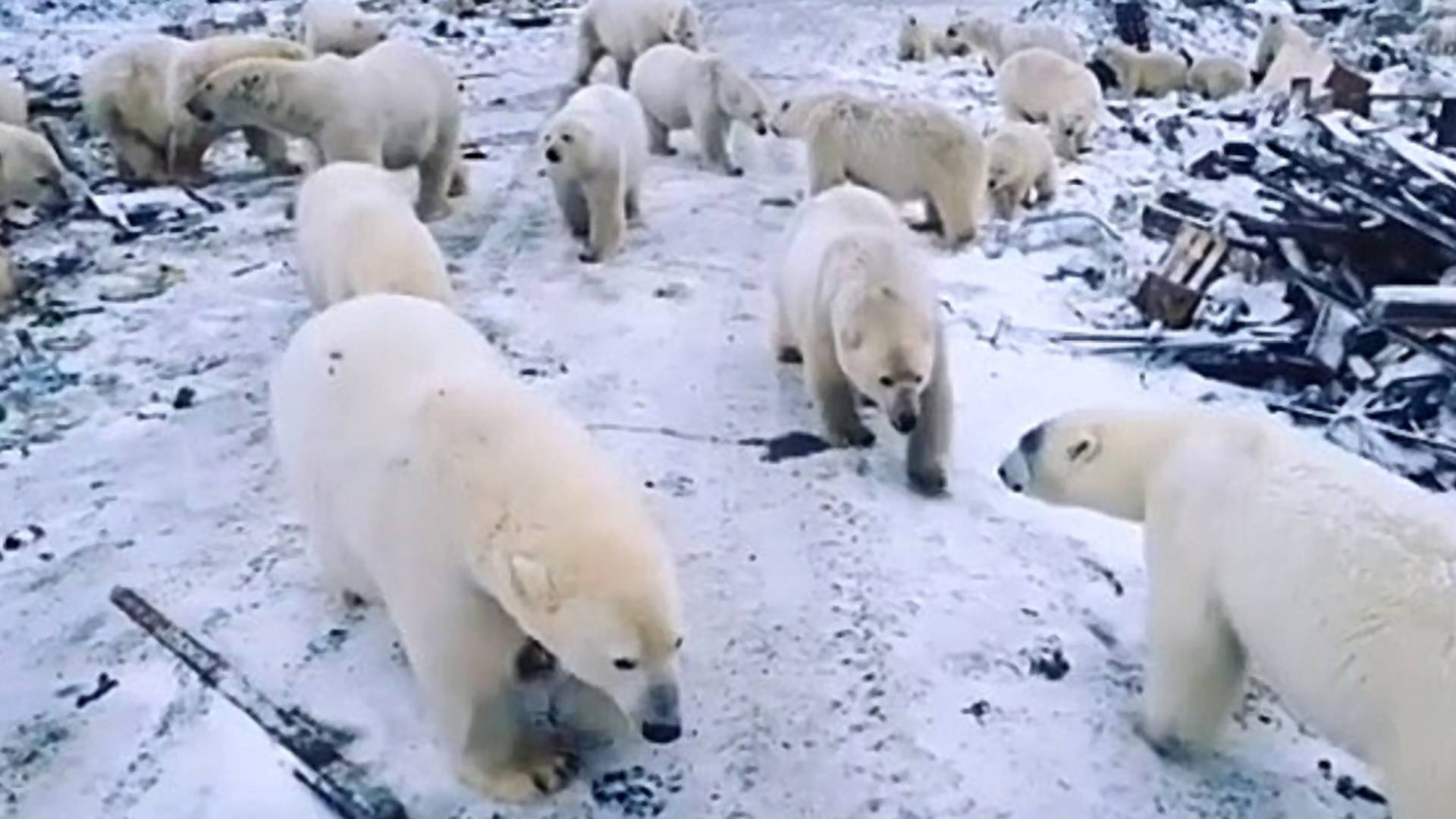 52 polárnych medveďov sa kvôli topeniu ľadovcov presunulo do ruského mesta. Ľudia sa boja