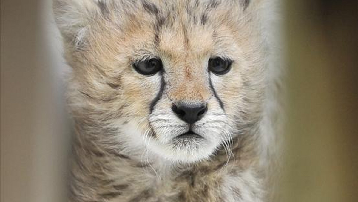 Śliczny pyszczek, puszyste futerko i wielkie brązowe oczy. W łódzkim zoo przyszła na świat gepardzica. Maleństwo waży 3,5 kg i jest wychowywane przez ludzi, bo matka je zostawiła.