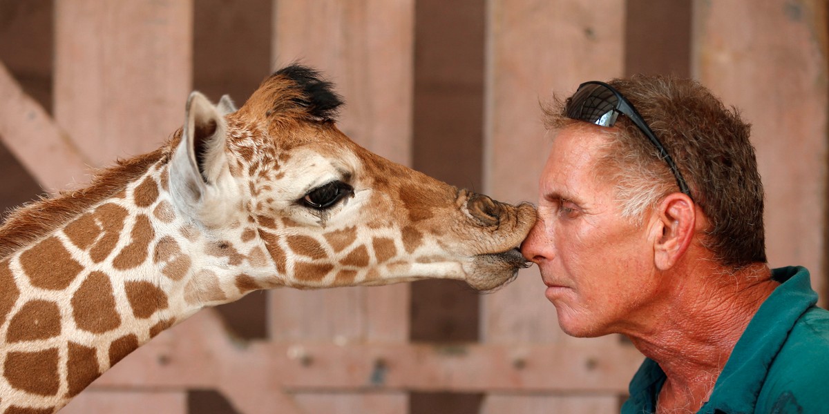 Safari keeper Guy Pear with a 5-day-old reticulated giraffe at an enclosure at the Safari Zoo in Ramat Gan, near Tel Aviv, Israel.