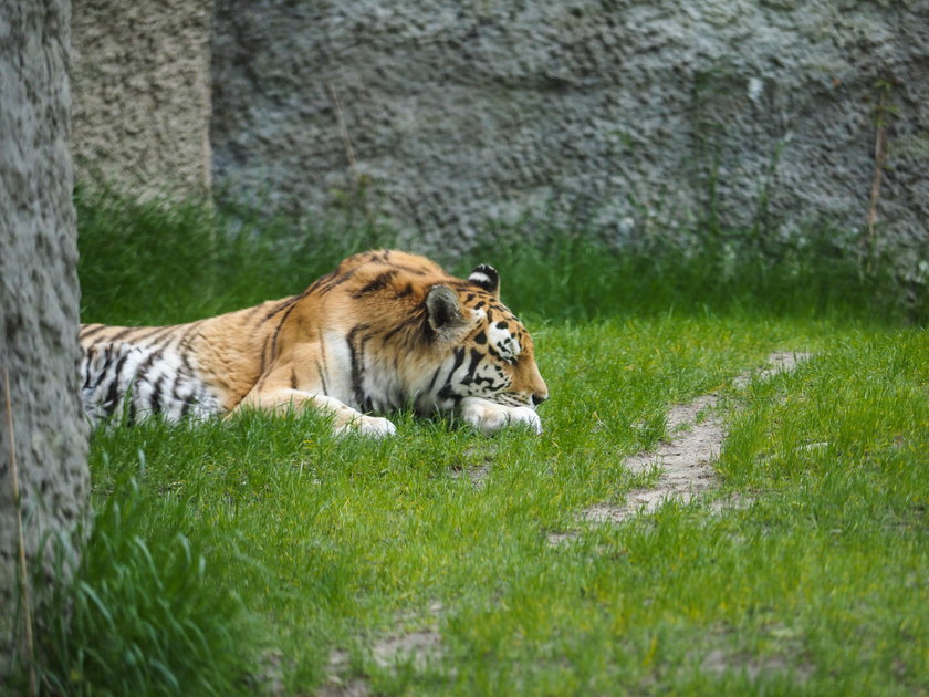 Można znów zwiedzać zoo