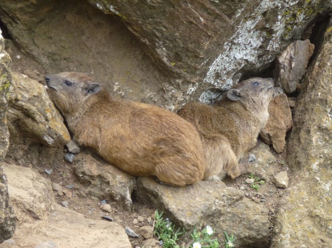 Góralki to podobno najbliżsi krewni słonia, choć na pierwszy rzut oka podobieństwo nie jest uderzające...