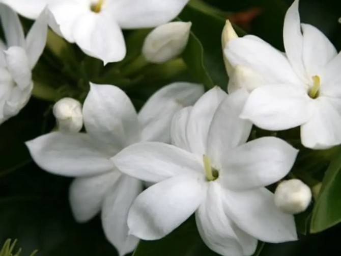 Jasmin je cvet intenzivnog mirisa koji se često koristi u parfemima