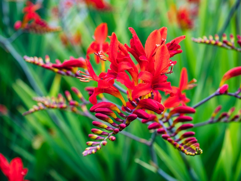 Krokosmia ogrodowa (Crocosmia crocosmiiflora)