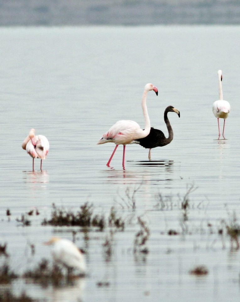 CYPRUS ANIMALS BLACK FLAMINGO (Rare black flamingo spotted on Cyprus)