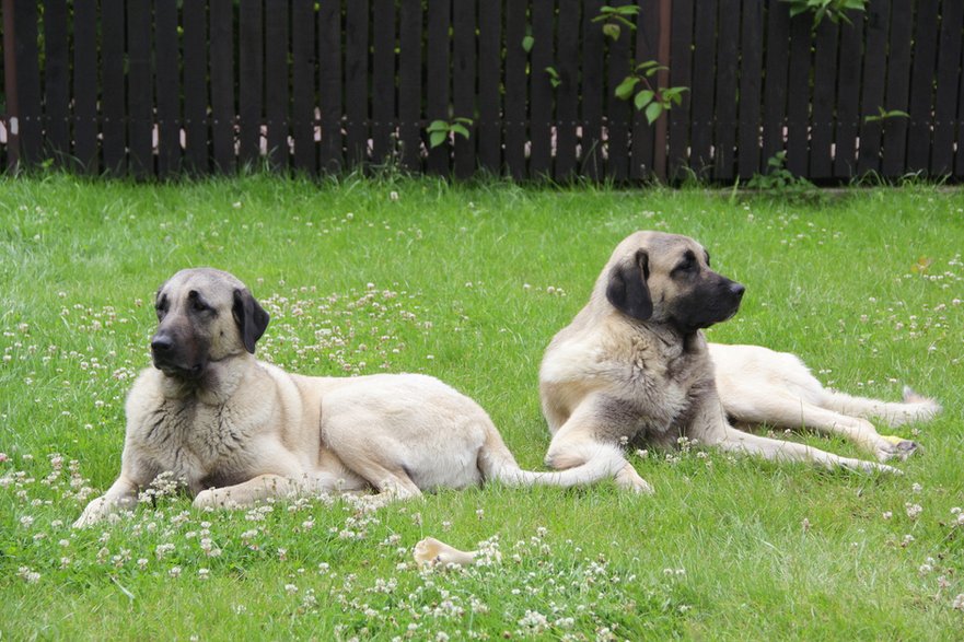 Psy rasy kangal - Beata/stock.adobe.com