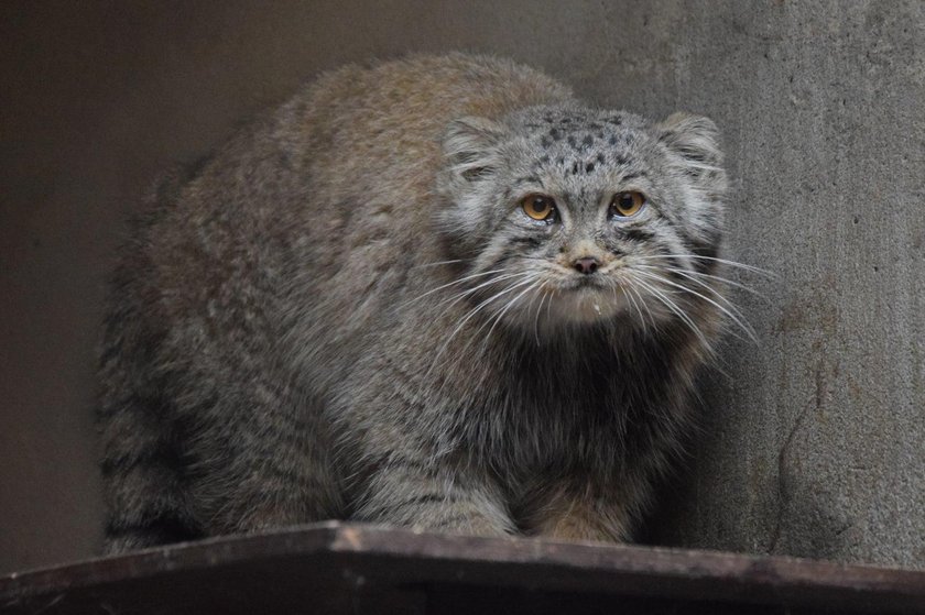 Manul ucienikier wrócił do poznańskiego zoo