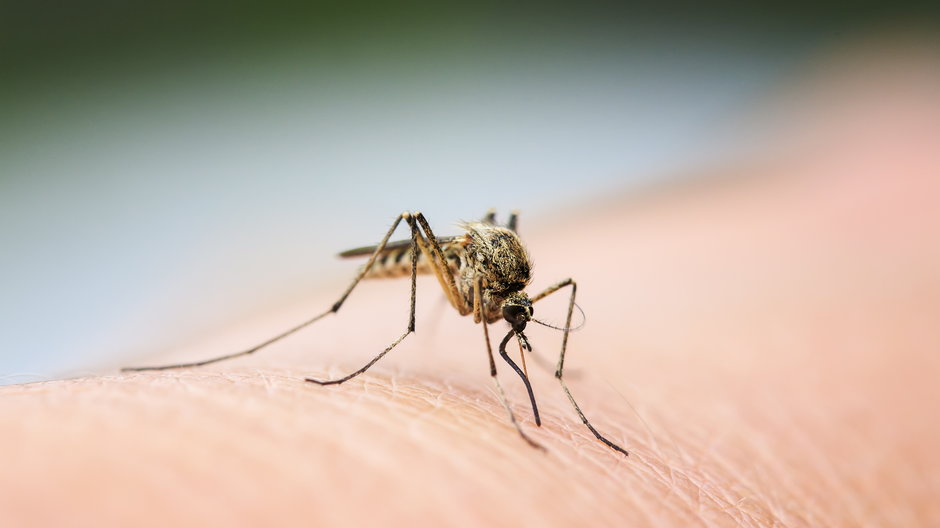 Swędzące bąble powstające po ukąszeniu komara powodują duży dyskomfort - nataba/stock.adobe.com