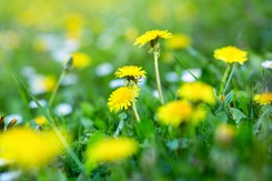 Jak pozbyć się mleczy z trawnika? Spryskaj je tą mieszkanką, a chwast uschnie po 1 dniu