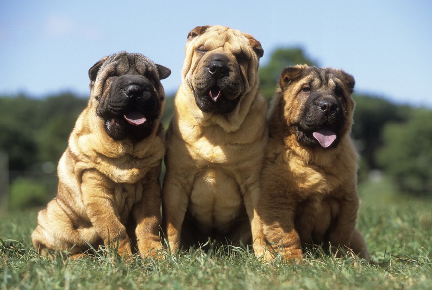 Psy rasy shar pei -  Lifanimals/stock.adobe.com