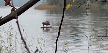 Tajemnica dzika „surfera” rozwiązana. Będziecie zaskoczeni!