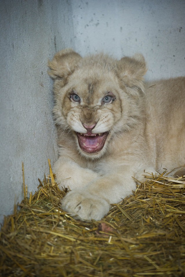 BORYSEW OGRÓD ZOOLOGICZNY BIAŁY LEW