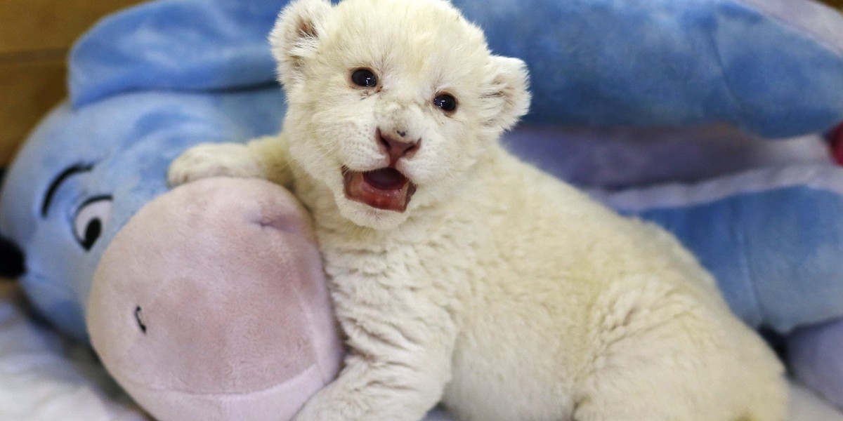 Małe lwiątko w zoo w Belgradzie