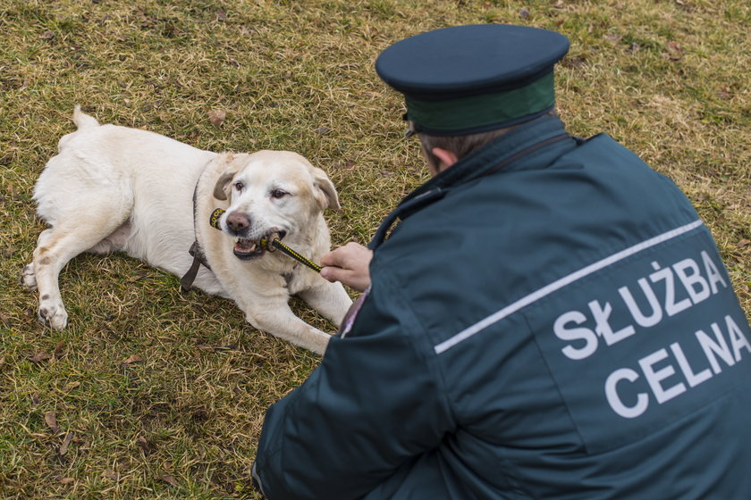 Paco, pies z Izby Celnej w Poznaniu przejdzie innowacyjną terapię