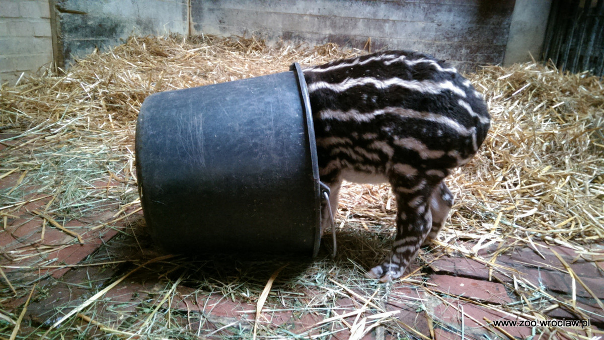 We wrocławskim zoo przyszedł na świat przedstawiciel kolejnego, zagrożonego gatunku - tapir anta. To bardzo ważne wydarzenie, ponieważ to gatunek parasolowy w środowisku naturalnym, czyli taki, od którego zależy funkcjonowanie całego ekosystemu. Tymczasem populacja tych zwierząt zmniejsza się w drastycznym tempie.