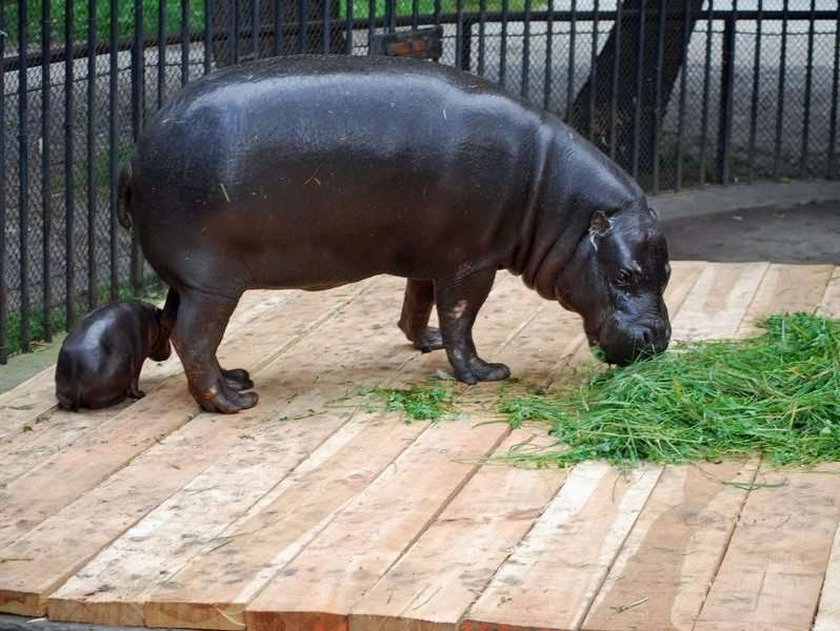 Wrocław ma małego hipopotamka. FOTY
