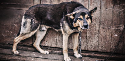 Adoptowała go para z Sachalina. Tego samego dnia został skatowany i zjedzony [+18]