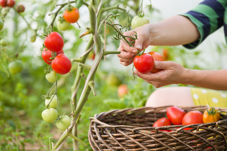 Popiół świetnie odżywi rośliny, np. pomidory