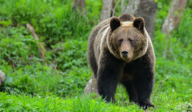 Većina poljskih mrkih medveda živi u jugoistočnom regionu Bješčadi (arhivska fotografija) | Foto: AFP via Getty Images