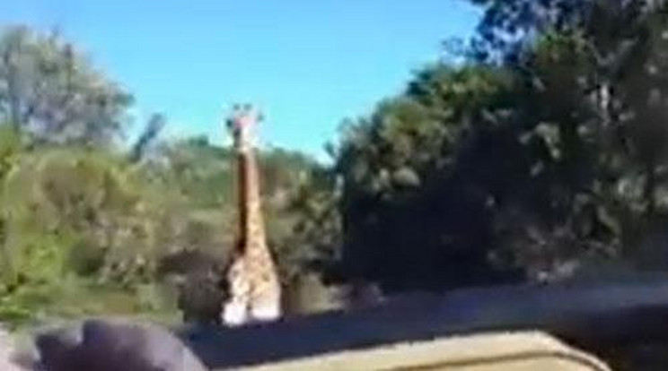 Megvadult zsiráf üldözte a turistákat – videó