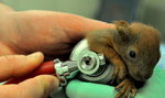 Lekarze uratowali sierotki wiewiórki