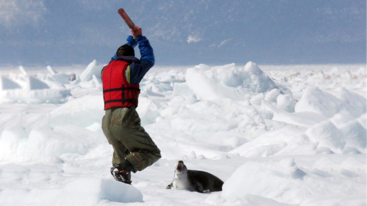 <strong>W Kanadzie każdego roku zabijanych jest średnio trzysta tysięcy fok. Mordowane są pałką, zanim nauczą się pływać. Zdarzają się przypadki obdzierania żywych jeszcze zwierząt ze skóry. Organizacja obrońców praw zwierząt Humane Society International chce, by rząd Kanady zakazał wreszcie bestialskich polowań na foki, wskazując, że blisko 98 proc. zabijanych fok ma mniej niż trzy miesiące. Nieoczekiwanie w osiągnięciu tego celu może pomóc pandemia.</strong>