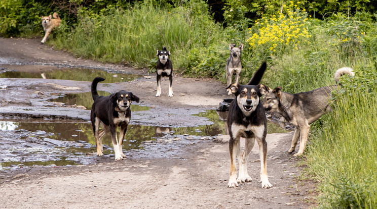 A szomszéd kutyák saját telkén támadták meg a férfit / Illusztráció: Shutterstock