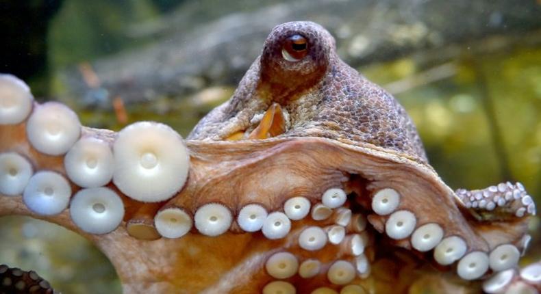 Researchers found the octopus' impressive suction power was thanks to small balls inside the suction cups that line each of their tentacles