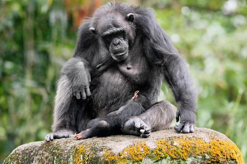 Portrait of a chimpanzee and child