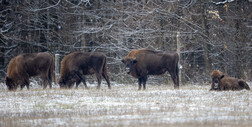 W Białowieskim Parku Narodowym policzono żubry. Niektóre wędrują poza puszczę i już nie wracają