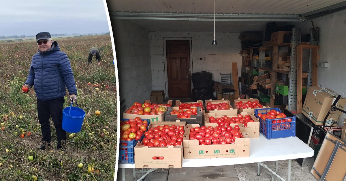 Rolnicy rozdają pomidory za "co łaska". Ludzie ruszyli na pole. Piękny cel akcji