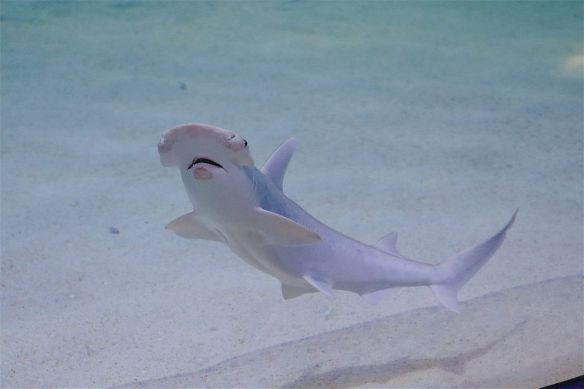 Ako žraloky dýchajú?