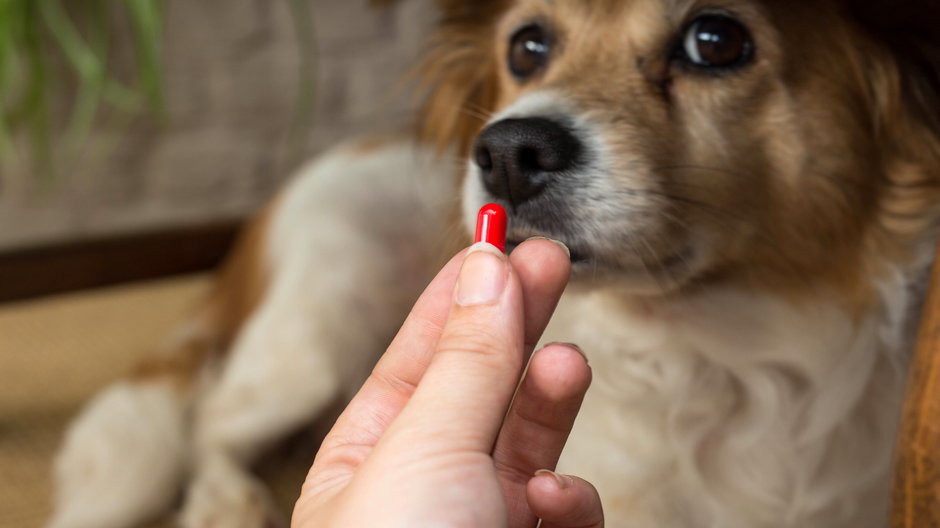 Leki przeciwbólowe dla psa powinien dobrać weterynarz - annebel146/stock.adobe.com