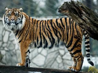 TYGRYSY Tygrys sumatrzański we wrocławskim ZOO 