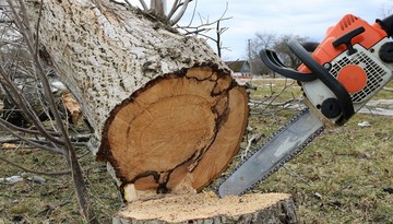 Wycinka drzew na granicy działek. WSA oddala skargę na usunięcie topoli