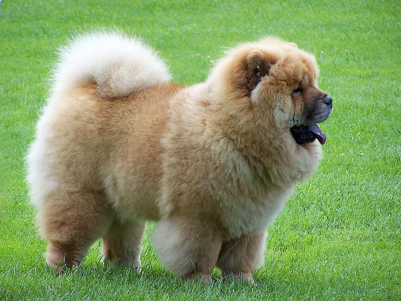 Chow Chow [Wikipedia]