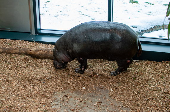 Nowy dom dla hipopotamów w krakowskim ZOO