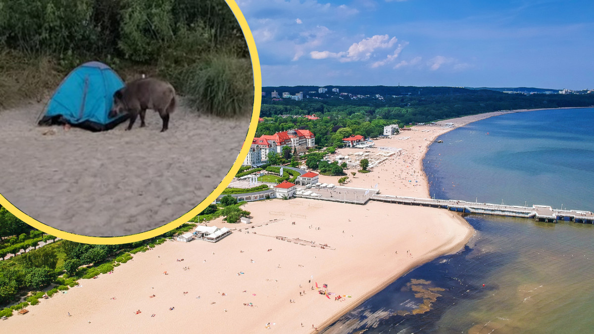 Dzik wdarł się do namiotu rozbitego na plaży. Nagranie krąży w sieci