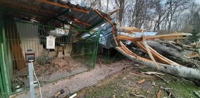 Schronisko zdemolowane przez wichurę. Jedno drzewo spadło na psie kojce