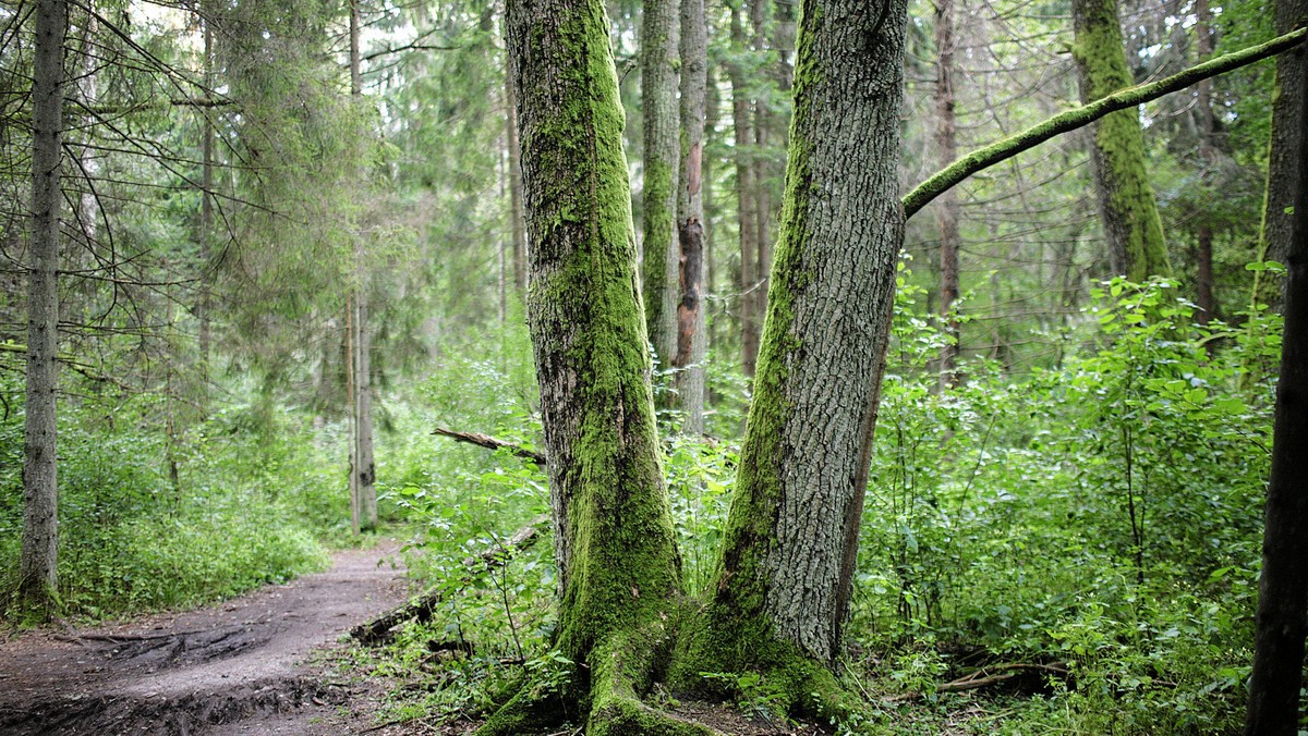 Puszcza Białowieska to "mglisty, złowrogi las, jaki wyłaniał się z twojej wyobraźni, gdy zamykałeś oczy, będąc dzieckiem, a ktoś czytał ci baśnie braci Grimm", twierdzi amerykański ekolog, Alan Weisman. To wyjątkowe miejsce, gdzie graby wyrosły pod samo niebo, a grzyby osiągają rozmiary talerzy: 1500 km kw. obszarów leśnych na granicy Polski z Białorusią jest ostatnią nizinną pozostałością po formacji roślinnej pokrywającej nasz kontynent w epoce lodowcowej. Jest miejscem bytowania 20 tys. gatunków, w tym 12 mięsożerców w rodzaju wilków i rysi, 120 gatunków ptaków lęgowych jak dzięcioł trójpalczasty oraz rzadkich owadów i bezkręgowców, które reszta Europy straciła sto albo i więcej lat temu.