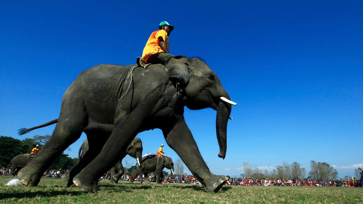 NEPAL ELEPHANT FOOTBAL