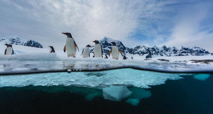 Pingwiny na Antarktydzie/materiały prasowe Albatros