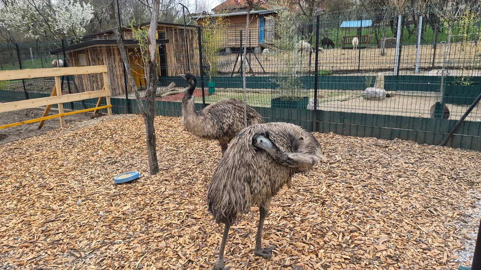 Neša se ponaša zaštitnički