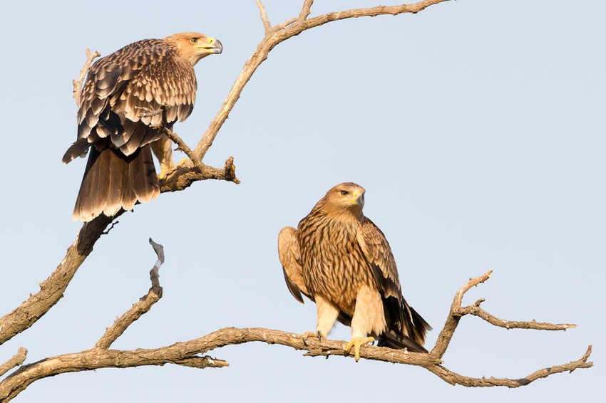 Orlovi krstaši, Szilard Morvai