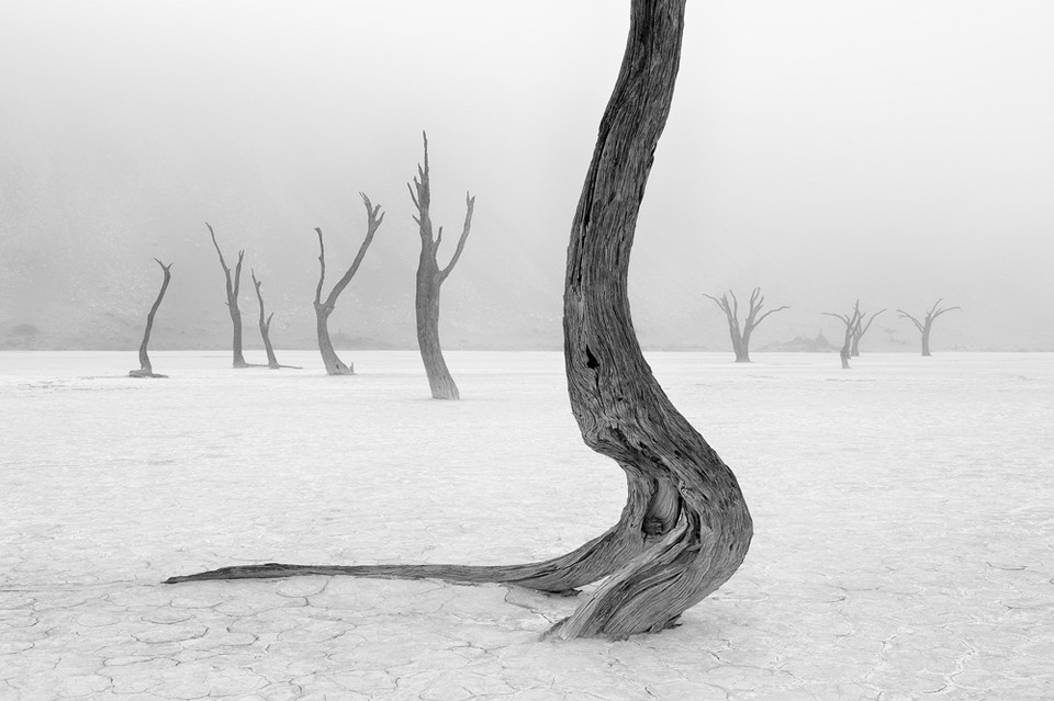 I miejsce w kategorii "Przyroda: Ziemia, Powietrze, Ogień, Woda - fotoreportaż" - Marsel van Oosten (Holandia) - mgła w Martwej Dolinie (Deadvlei) na pustyni Namib zdarza się tylko kilka razy w roku 