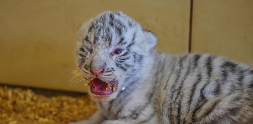 Sensacja w zoo safari: biała tygrysica urodziła czworaczki