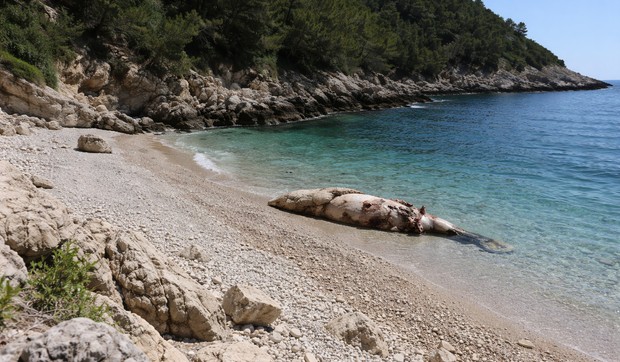 Raspadnuti morski sisar