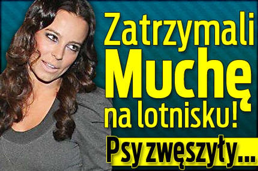 Zatrzymali Muchę na lotnisku! Psy zwęszyły...